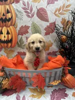 Biscuit 573, a male Golden Retriever for sale in Lakeland, FL – 6 of 10