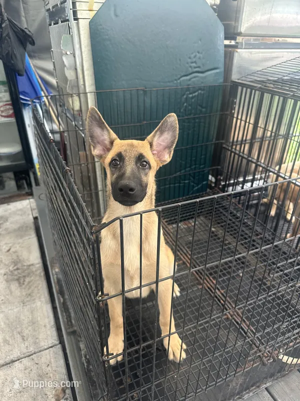 Kashi 380  – Belgian Malinois, German Shepherd Dog puppy for sale in Lakeland, FL