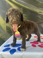 Scooby - 335, a male Labradoodle and Poodle - Standard  for sale in Lakeland, FL – 7 of 10
