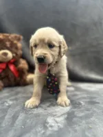 Sampson - 190, a male Golden Retriever for sale in Lakeland, FL – 6 of 10