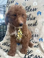 Ricky- 124, a male Labradoodle and Poodle - Standard  for sale in Lakeland, FL – 4 of 10