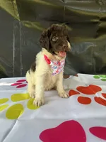 Suzzie - 331, a female Labradoodle and Poodle - Standard  for sale in Lakeland, FL – 6 of 10
