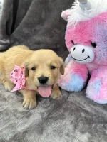 Brooklyn 572, a female Golden Retriever for sale in Lakeland, FL – 6 of 10
