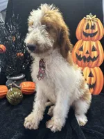 Dash 372 F1b, a male Goldendoodle and Poodle - Miniature  for sale in Lakeland, FL – 8 of 10