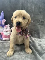 Buttercup-196, a female Golden Retriever for sale in Lakeland, FL – 7 of 10