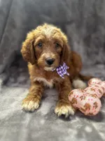Daphne 398. F1b, a female Goldendoodle and Poodle - Miniature  for sale in Lakeland, FL – 2 of 10