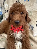 Rae-Rae -128, a female Labradoodle and Poodle - Standard  for sale in Lakeland, FL – 3 of 10