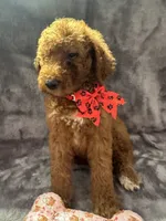Daisy 394. F1b, a female Goldendoodle and Poodle - Miniature  for sale in Lakeland, FL – 4 of 10