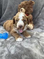 Bear 127, a male Aussiedoodle and Poodle - Miniature  for sale in Lakeland, FL – 7 of 10
