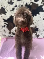 Sophie  - 337, a female Labradoodle and Poodle - Standard  for sale in Lakeland, FL – 2 of 10