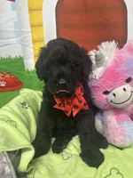Matilda 382, a female Bernedoodle and Miniature Bernedoodle for sale in Lakeland, FL – 5 of 10