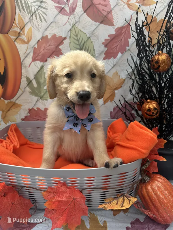 Bailey 577 – Golden Retriever puppy for sale in Lakeland, FL