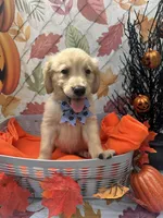Bailey 860, a female Golden Retriever for sale in Lakeland, FL – 1 of 10