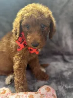 Daisy 394. F1b, a female Goldendoodle and Poodle - Miniature  for sale in Lakeland, FL – 3 of 10