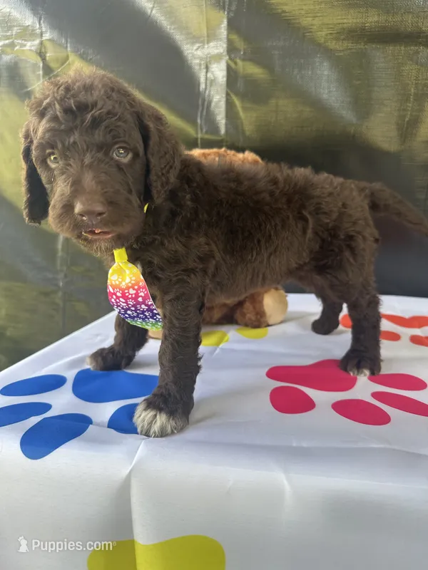 Scooby - 335 – Labradoodle, Poodle - Standard  puppy for sale in Lakeland, FL