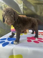 Scooby - 335, a male Labradoodle and Poodle - Standard  for sale in Lakeland, FL – 1 of 10