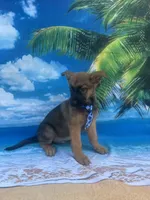 King -841, a male Belgian Malinois and German Shepherd Dog for sale in Lakeland, FL – Photo 4 of 10