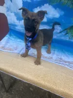 King -841, a male Belgian Malinois and German Shepherd Dog for sale in Lakeland, FL – Photo 9 of 10