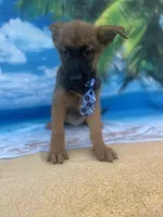 King -841, a male Belgian Malinois and German Shepherd Dog for sale in Lakeland, FL – Photo 8 of 10