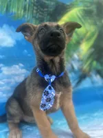 King -841, a male Belgian Malinois and German Shepherd Dog for sale in Lakeland, FL – Photo 7 of 10
