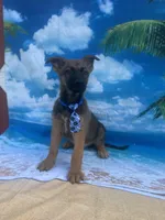 King -841, a male Belgian Malinois and German Shepherd Dog for sale in Lakeland, FL – Photo 2 of 10