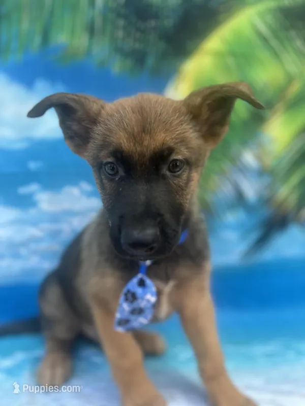 King -841 – Belgian Malinois, German Shepherd Dog puppy for sale in Lakeland, FL