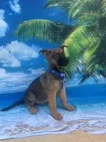 King -841, a male Belgian Malinois and German Shepherd Dog for sale in Lakeland, FL – Photo 5 of 10