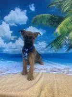 King -841, a male Belgian Malinois and German Shepherd Dog for sale in Lakeland, FL – Photo 3 of 10