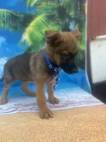 King -841, a male Belgian Malinois and German Shepherd Dog for sale in Lakeland, FL – Photo 10 of 10