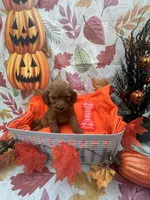 Nicole 379, a female Poodle - Miniature  and Miniature Goldendoodle for sale in Lakeland, FL – 7 of 9