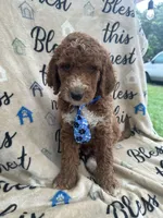Charlie- 126 , a male Labradoodle and Poodle - Standard  for sale in Lakeland, FL – 5 of 10