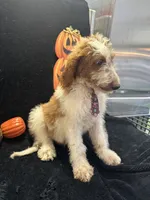 Dash 372 F1b, a male Goldendoodle and Poodle - Miniature  for sale in Lakeland, FL – 7 of 10