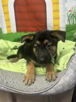 Kinsea 384, a female Belgian Malinois and German Shepherd Dog for sale in Lakeland, FL – 5 of 10