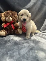 Simba - 429, a male Golden Retriever for sale in Lakeland, FL – 3 of 10