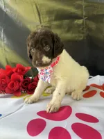 Suzzie - 331, a female Labradoodle and Poodle - Standard  for sale in Lakeland, FL – 9 of 10