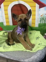 Keaira 381, a female Belgian Malinois and German Shepherd Dog for sale in Lakeland, FL – 4 of 10