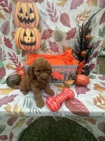 Nicole 379, a female Poodle - Miniature  and Miniature Goldendoodle for sale in Lakeland, FL – 2 of 9