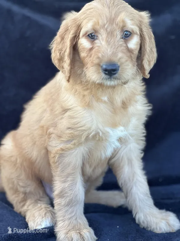 Duke, a male Goldendoodle for sale in Lakeland, FL – Photo 1 of 9