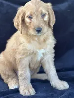 Duke, a male Goldendoodle for sale in Lakeland, FL – Photo 2 of 9