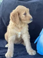 Duke, a male Goldendoodle for sale in Lakeland, FL – Photo 4 of 9