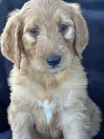 Duke, a male Goldendoodle for sale in Lakeland, FL – Photo 8 of 9