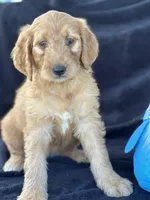 Duke, a male Goldendoodle for sale in Lakeland, FL – Photo 3 of 9