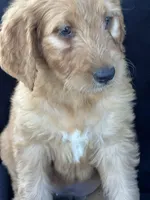 Duke, a male Goldendoodle for sale in Lakeland, FL – Photo 5 of 9