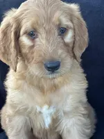 Duke, a male Goldendoodle for sale in Lakeland, FL – Photo 7 of 9