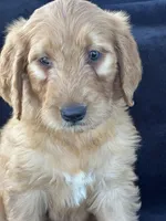 Duke, a male Goldendoodle for sale in Lakeland, FL – Photo 9 of 9