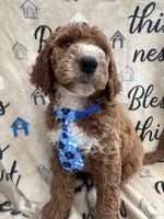 Charlie- 126 , a male Labradoodle and Poodle - Standard  for sale in Lakeland, FL – 4 of 10