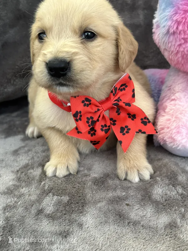 Brielle 574 – Golden Retriever puppy for sale in Lakeland, FL