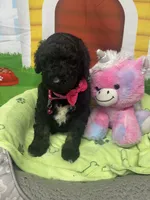 Mandy 383, a female Bernedoodle and Miniature Bernedoodle for sale in Lakeland, FL – 4 of 10