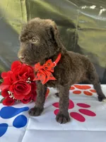 Sophie  - 337, a female Labradoodle and Poodle - Standard  for sale in Lakeland, FL – 7 of 10