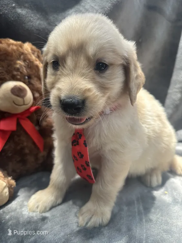 Simba - 429 – Golden Retriever puppy for sale in Lakeland, FL